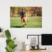 German Shepherd Running Poster (Heimbüro)