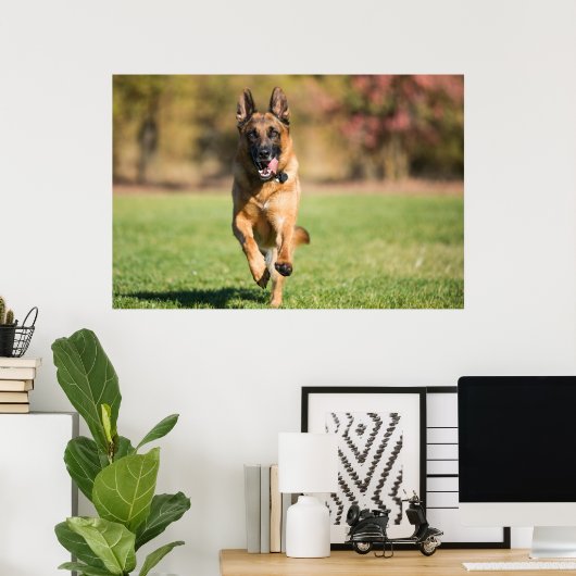 German Shepherd Running Poster (Heimbüro)