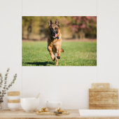 German Shepherd Running Poster (Küche)