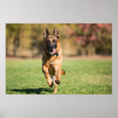 German Shepherd Running Poster (Vorne)