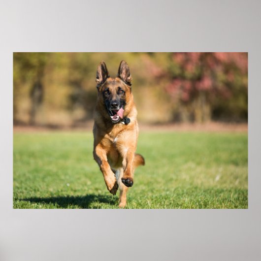 German Shepherd Running Poster (Vorne)