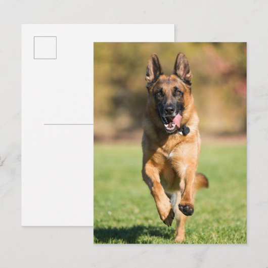 German Shepherd Running Postkarte (Vorne/Hinten)