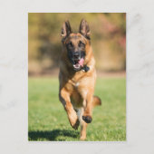 German Shepherd Running Postkarte (Vorderseite)