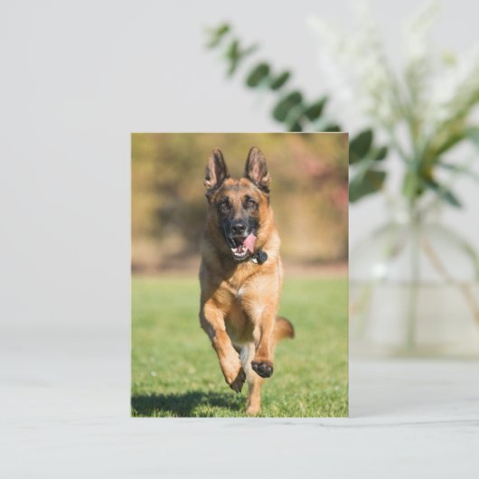 German Shepherd Running Postkarte (Stehend Vorderseite)