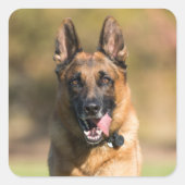 German Shepherd Running Quadratischer Aufkleber (Vorderseite)