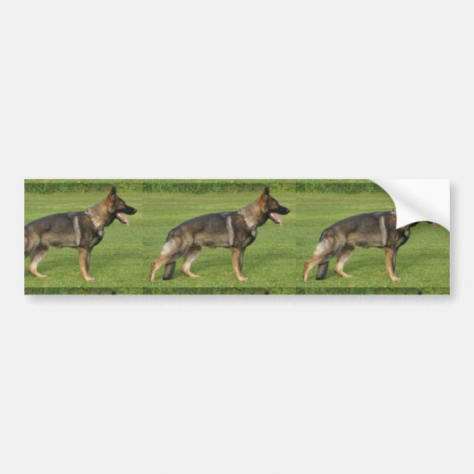 German Shepherd Sable Full Autoaufkleber (Vorne)