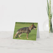 German Shepherd Sable Full Karte (Vorderseite)