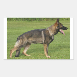 German Shepherd Sable Full Rechteckiger Aufkleber