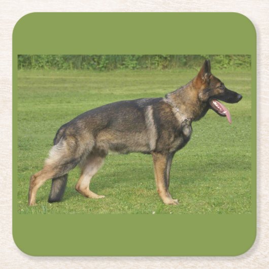 German Shepherd Sable Full Rechteckiger Pappuntersetzer (Vorderseite)