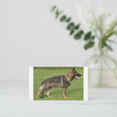 German Shepherd Sable Full Visitenkarte (Stehend Vorderseite)