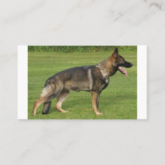 German Shepherd Sable Full Visitenkarte (Vorderseite)