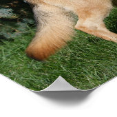 German Shepherd Show Stand Poster (Ecke)