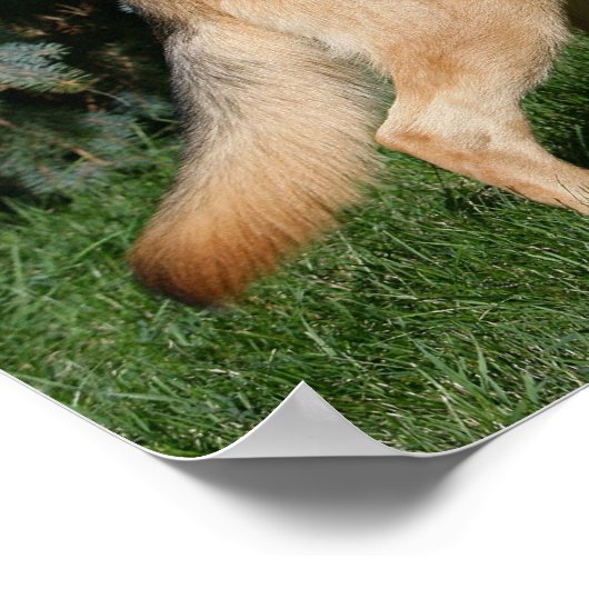 German Shepherd Show Stand Poster (Ecke)
