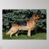German Shepherd Show Stand Poster (Vorne)