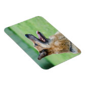 German Shepherd Side Portrait Magnet (Rechte Seite)