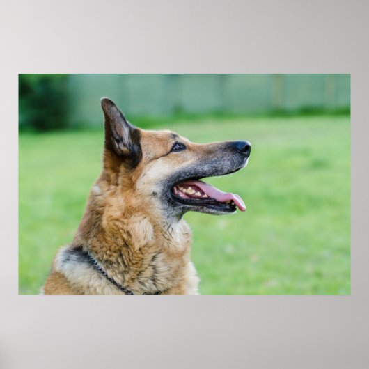 German Shepherd Side Portrait Poster (Vorne)