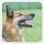 German Shepherd Side Portrait Quadratischer Aufkleber (Vorderseite)