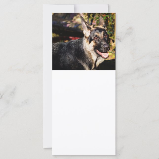 German Shepherd von Shirley Taylor (Vorderseite)