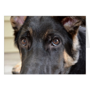 German Shepherd von Shirley Taylor