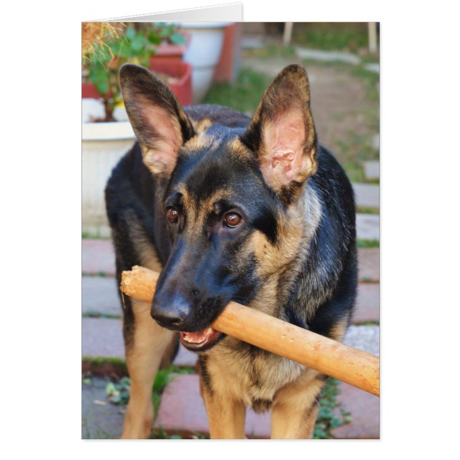 German Shepherd von Shirley Taylor (Vorne)