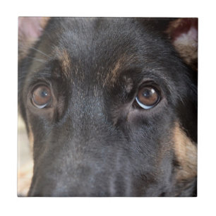 German Shepherd von Shirley Taylor Fliese