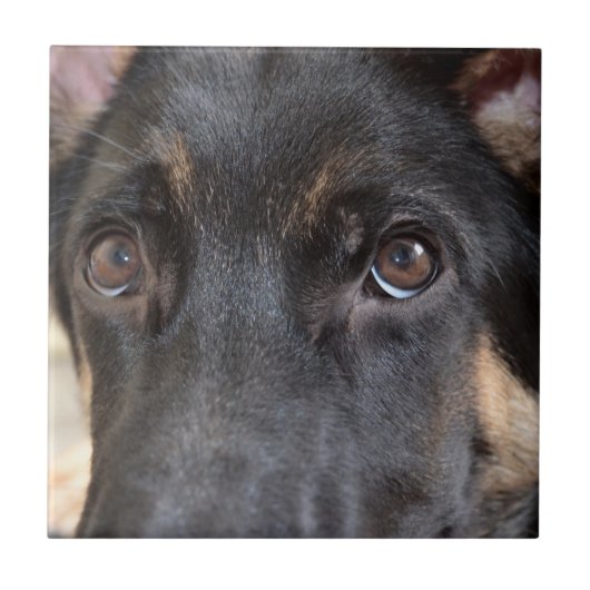 German Shepherd von Shirley Taylor Fliese (Vorderseite)