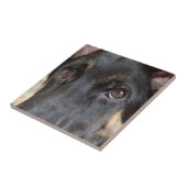 German Shepherd von Shirley Taylor Fliese (Seite)