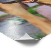 German Shepherd von Shirley Taylor Fotodruck (Ecke)