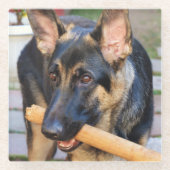 German Shepherd von Shirley Taylor Glasuntersetzer (Vorderseite)