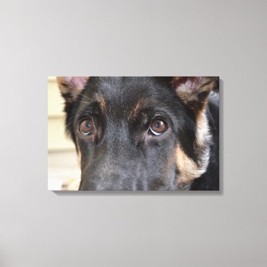 German Shepherd von Shirley Taylor Leinwanddruck (Vorderseite)