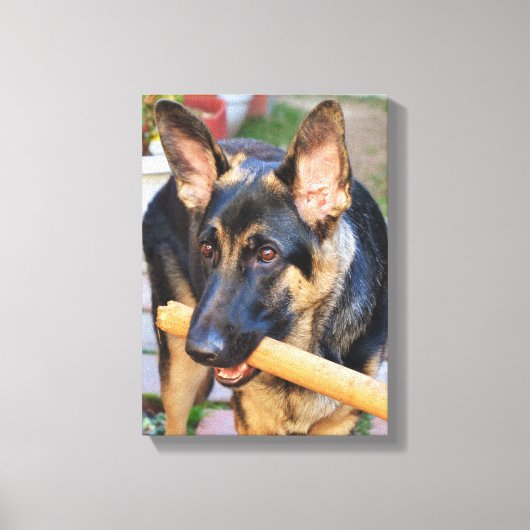 German Shepherd von Shirley Taylor Leinwanddruck (Vorderseite)