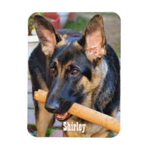 German Shepherd von Shirley Taylor Magnet