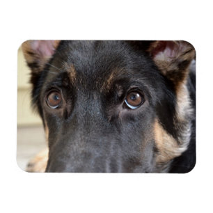 German Shepherd von Shirley Taylor Magnet