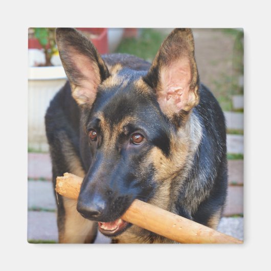 German Shepherd von Shirley Taylor Magnet (Vorne)