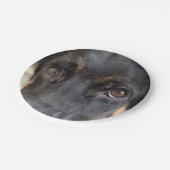 German Shepherd von Shirley Taylor Pappteller (Schrägansicht)