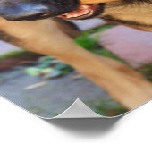 German Shepherd von Shirley Taylor Poster (Ecke)