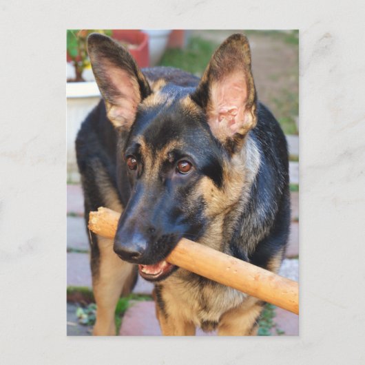 German Shepherd von Shirley Taylor Postkarte (Vorderseite)