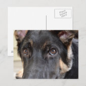 German Shepherd von Shirley Taylor Postkarte (Vorne/Hinten)