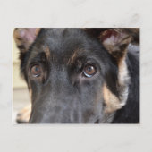 German Shepherd von Shirley Taylor Postkarte (Vorderseite)