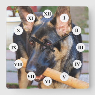 German Shepherd von Shirley Taylor Quadratische Wanduhr
