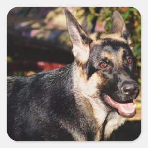 German Shepherd von Shirley Taylor Quadratischer Aufkleber