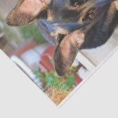 German Shepherd von Shirley Taylor Seidenpapier (Ausschnitt)