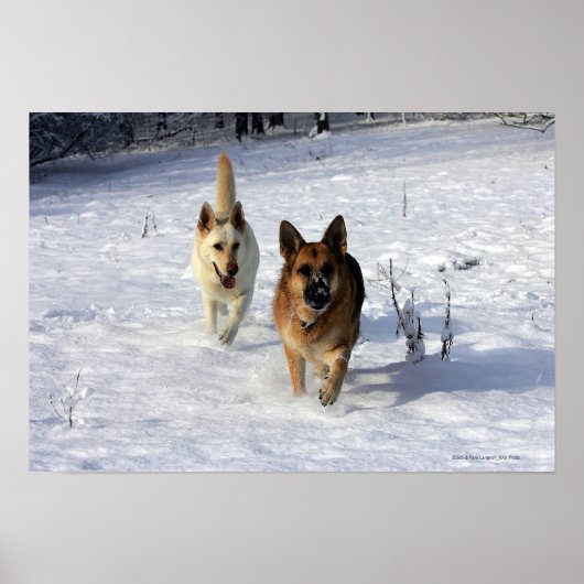 German Shepherds Running in the Snow Poster (Vorne)