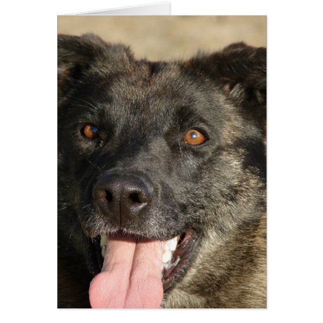 German Sherpherd Mix (Vorne)