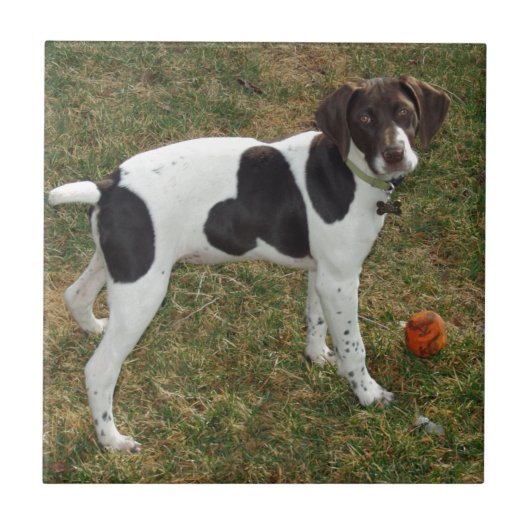 German_short_haired_pointer_puppy Fliese (Vorderseite)