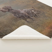 German Shorthaired Pointer , Deutsch Kurzhaar Tape Sherpadecke (3/4)