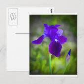 Germanisch Lila Iris Blossom digital gestrichen Postkarte (Vorne/Hinten)