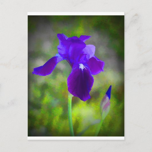 Germanisch Lila Iris Blossom digital gestrichen Postkarte (Vorderseite)