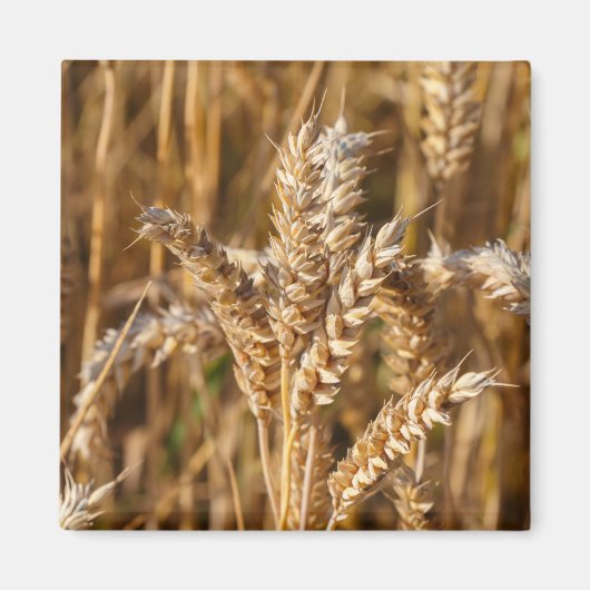 Gerstenfeld Magnet (Vorne)