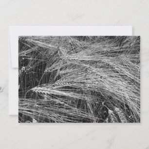 Gerstenohren (Hordeum vulgare) Einladung